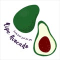 Ripe Avocado. Fresh fruit drawn by hand. Vector illustration