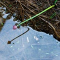 Plant hanging over water crating a reflection