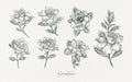 Realistic gardenia flower illustration set