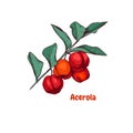 Hand drawn colorful acerola berries on a branch. Royalty Free Stock Photo