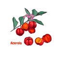 Hand drawn acerola fruit on a branch and flower. Royalty Free Stock Photo