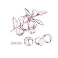 Hand drawn acerola fruit on a branch and flower. Royalty Free Stock Photo