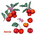 Hand drawn colorful acerola fruit on a branch and flower. Royalty Free Stock Photo