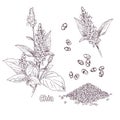 Hand drawn chia plant and seeds. Illustration in retro style isolated on white background.