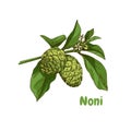 Hand drawn colorful noni branch. Superfood. Royalty Free Stock Photo