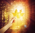 Autumn is here, love rays, fall golden lights forest Royalty Free Stock Photo