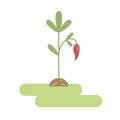 Vector cartoon flat illustration of pepper plant.