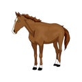 brown horse standing , White background Royalty Free Stock Photo