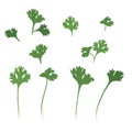 Coriander Leaves Flat Vector illustration