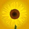 Yellow sunflower digital painting art illustration