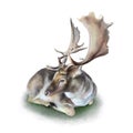 Beautiful watercolor art work of realistic deer with huge horns laying on grass on white background Royalty Free Stock Photo