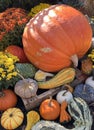 A selection of pumpkins, gourds and squashes. Royalty Free Stock Photo