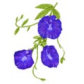 Butterfly pea tea flower pattern painting illustration Royalty Free Stock Photo