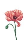 Poppy flower digital painting illustration Royalty Free Stock Photo