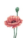 Poppy flower digital painting illustration Royalty Free Stock Photo