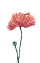 Poppy flower digital painting illustration Royalty Free Stock Photo