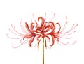 red Spiderlily illustration painting Royalty Free Stock Photo