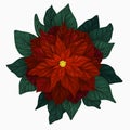 Untitled ArtworkIllustration of a red poinsettia flower Royalty Free Stock Photo