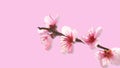 Cherry flowers blooming on a pink background, art spring flowers, ????