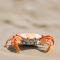 Crab on a beach ai generated image Royalty Free Stock Photo