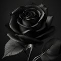 dark black rose ai generated image Royalty Free Stock Photo