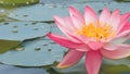 A close-up of a pink lotus flower floating on a pond with green leaves and water droplets. Royalty Free Stock Photo