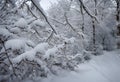 Winter Snow on the tree branches