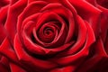 A close-up of a heart-shaped rose. Generative AI.