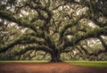 Old tree in the park