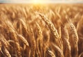 Golden wheat field in summer Royalty Free Stock Photo