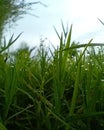 morning dew on the green grass and blue sky Royalty Free Stock Photo