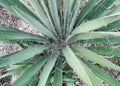 The saw palmetto plant shrub outdoor plant Royalty Free Stock Photo