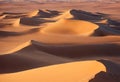 Panorama of sand dunes Sahara Desert at sunset. Endless dunes of yellow sand. Desert landscape Waves sand nature Royalty Free Stock Photo