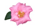 Camellia a flowering bush plant flower is fully opened bloom Royalty Free Stock Photo