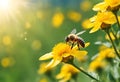 Honey bee and beautiful yellow flower, spring summer season, Wild nature landscape