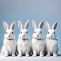 Four cute white rabbits with cute collars