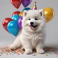 Fluffy Samoyed dog with a birthday cap