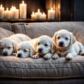 Labrador puppies lie on a sofa