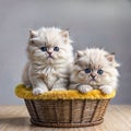 Persian kittens with blue eyes in a wicker basket