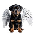 Cute Rottweiler puppy with white angel wings .