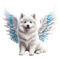 Samoyed with white and blue angel wings . Royalty Free Stock Photo