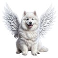 Cute white Samoyed with angel wings.