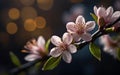 Closeup of spring blossom flower on dark bokeh background. Royalty Free Stock Photo