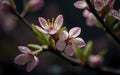 Closeup of spring blossom flower on dark bokeh background. Royalty Free Stock Photo