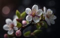 Closeup of spring blossom flower on dark bokeh background. Royalty Free Stock Photo