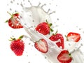 white Fresh milk splashing with flying fresh strawberries Royalty Free Stock Photo