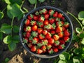 fresh strawberries in the bowl at the strawberry farm Royalty Free Stock Photo