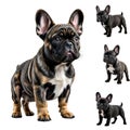 Four cute French bulldog puppies