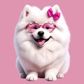 Cute fat fluffy chibi white Samoyed puppy.