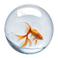 Goldfish swims in a glass transparent ball